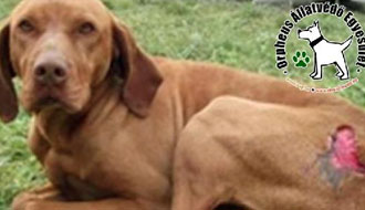 állatmenhely kutya, cica, adó 1 adóbevallás, örökbefogadható kutya, állatotthon, adó 1%